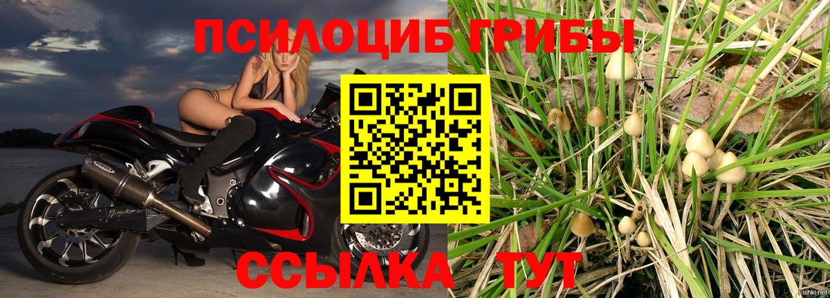 Псилоцибиновые грибы Cubensis  Псилоцибиновые грибы мухоморы  Туапсе  где найти наркотики  Вход с VPN 